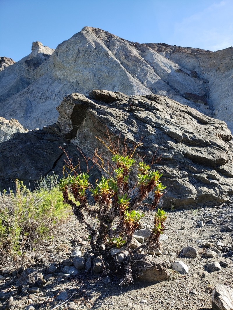 Eriogonum preclarum photo 7