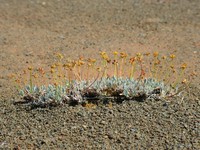 Prostrate Buckwheat