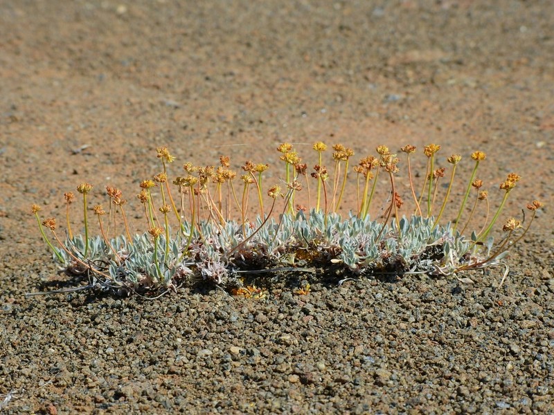 Prostrate Buckwheat
