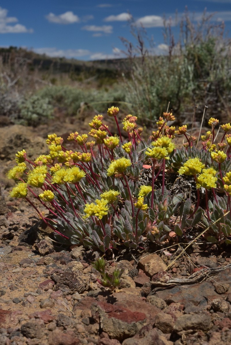 Prostrate Buckwheat photo 2