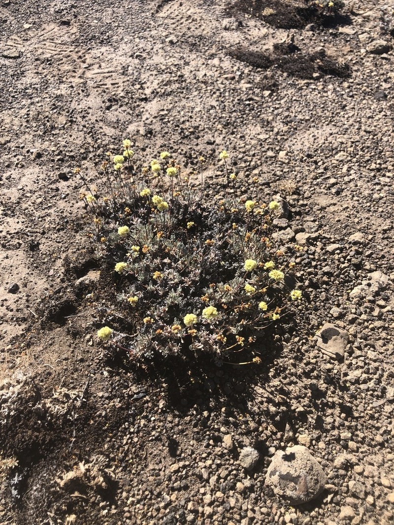 Prostrate Buckwheat photo 3