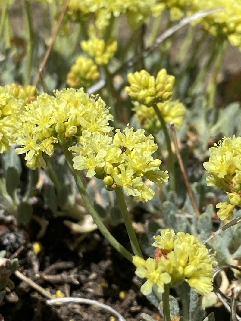 Prostrate Buckwheat photo 4