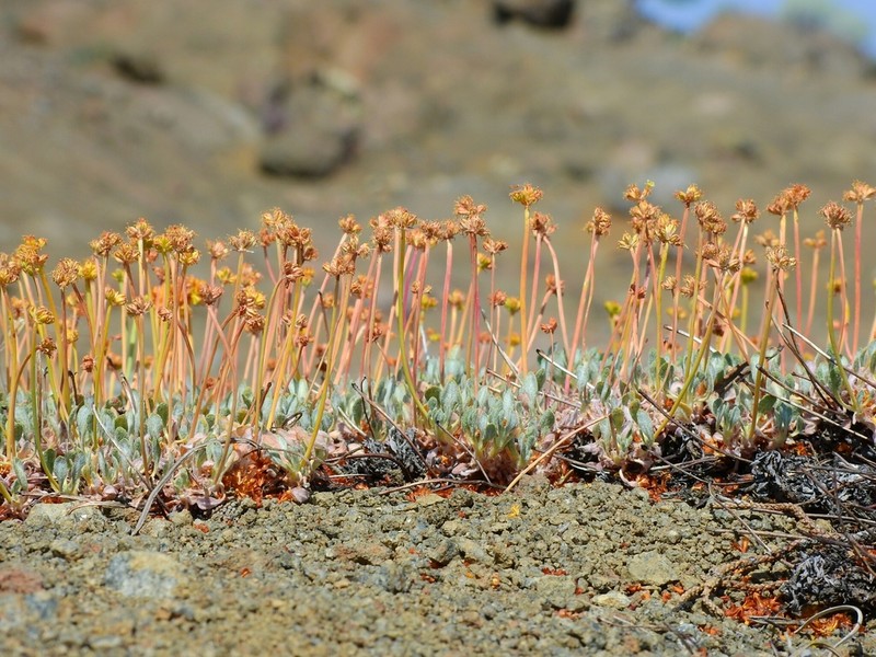 Prostrate Buckwheat photo 5