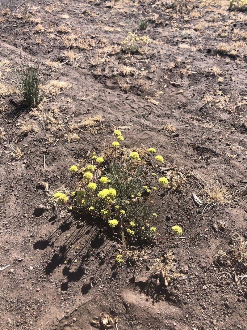 Prostrate Buckwheat photo 6