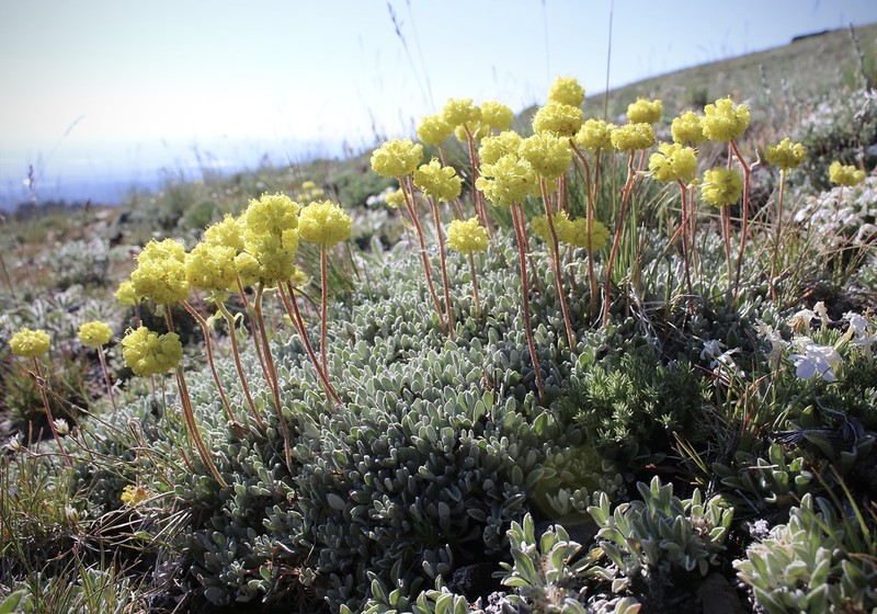 Prostrate Buckwheat photo 7