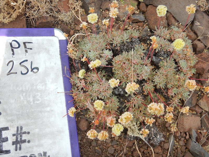 Prostrate Buckwheat photo 8