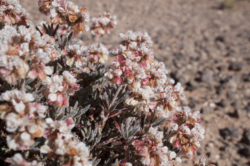 Yavapai County Buckwheat