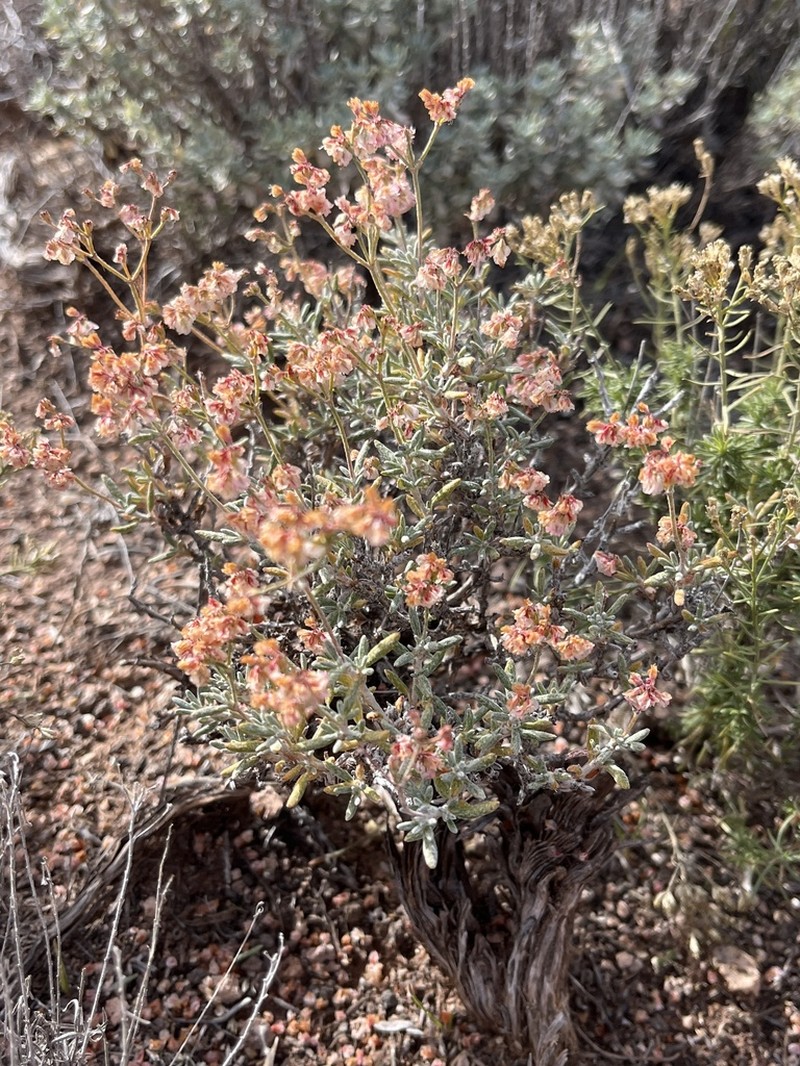 Yavapai County Buckwheat
