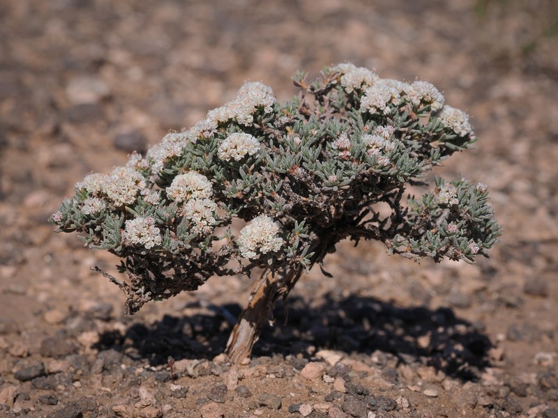 Yavapai County Buckwheat photo 2
