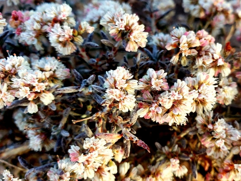 Yavapai County Buckwheat photo 3