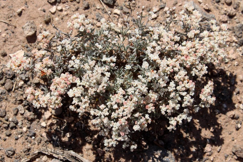 Yavapai County Buckwheat photo 4