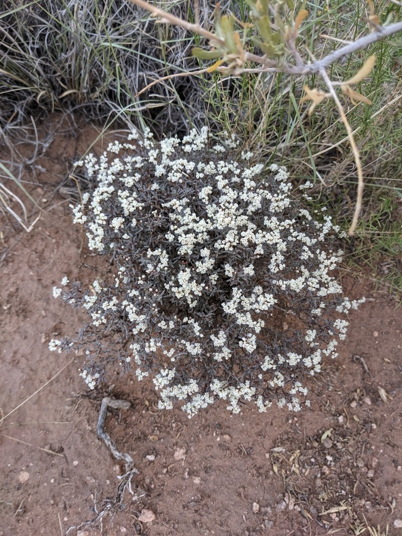 Yavapai County Buckwheat photo 5