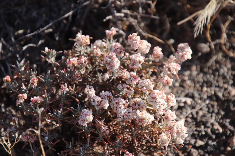 Yavapai County Buckwheat photo 6