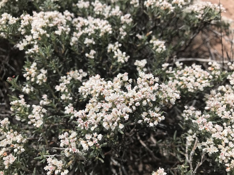 Yavapai County Buckwheat photo 7