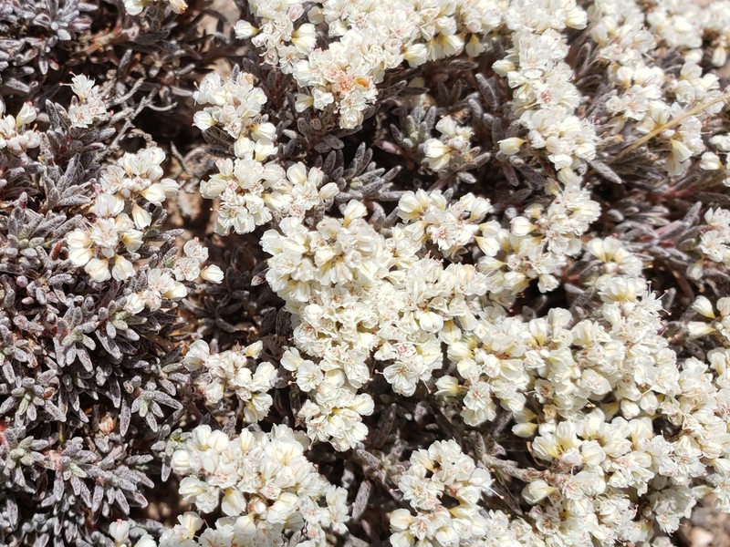 Yavapai County Buckwheat photo 8