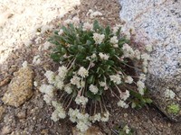 Shasta Buckwheat