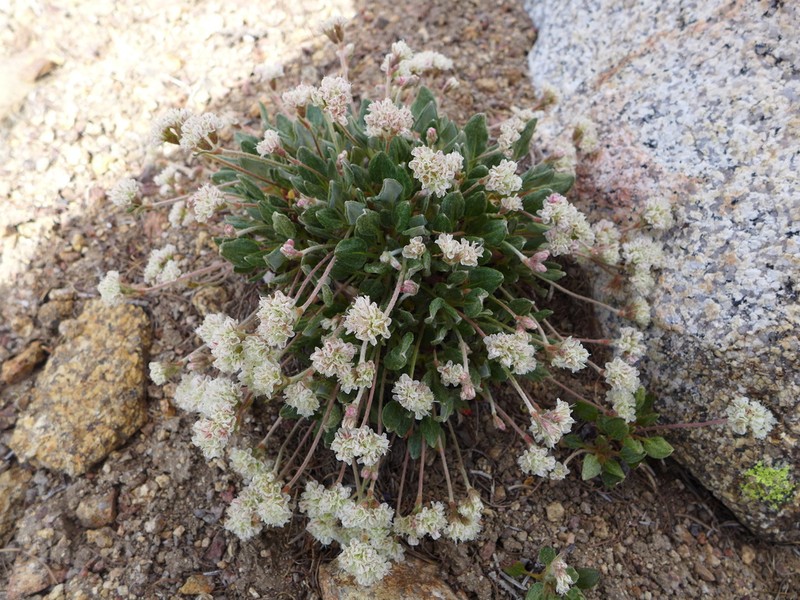 Shasta Buckwheat