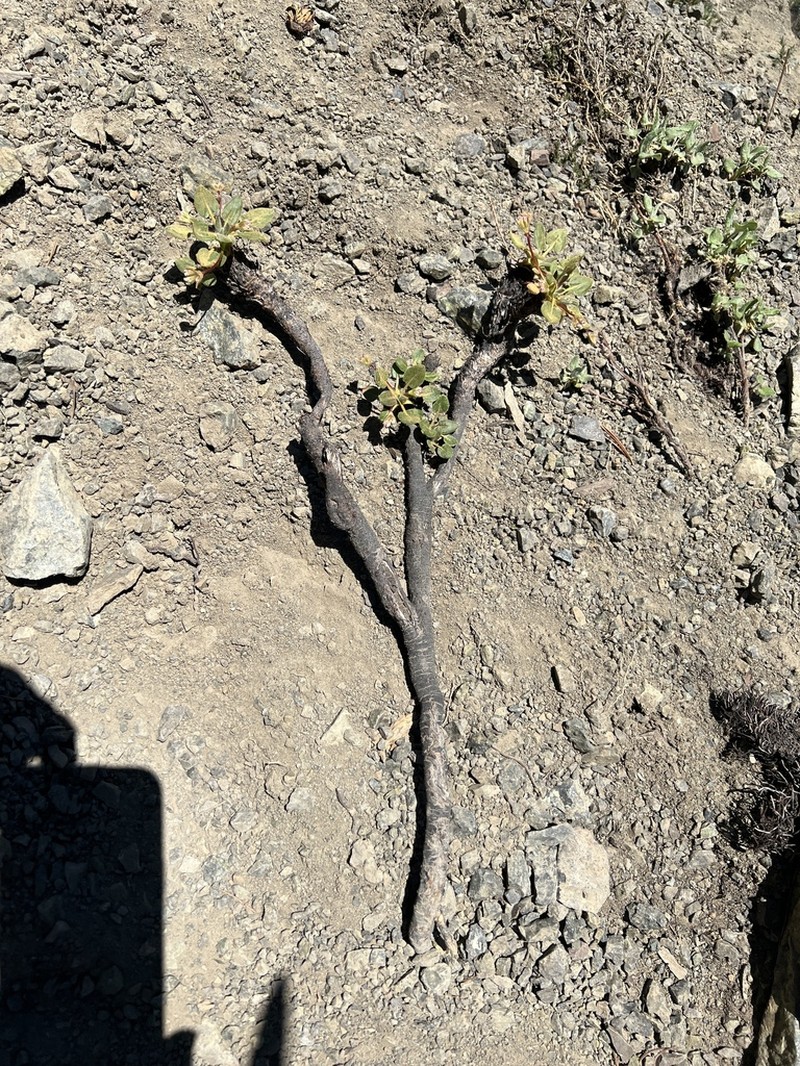 Shasta Buckwheat photo 2