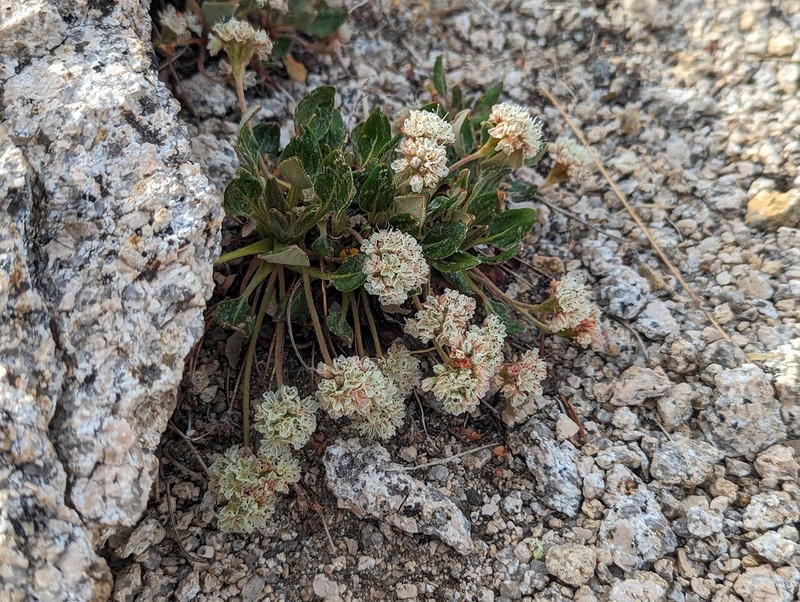 Shasta Buckwheat photo 3