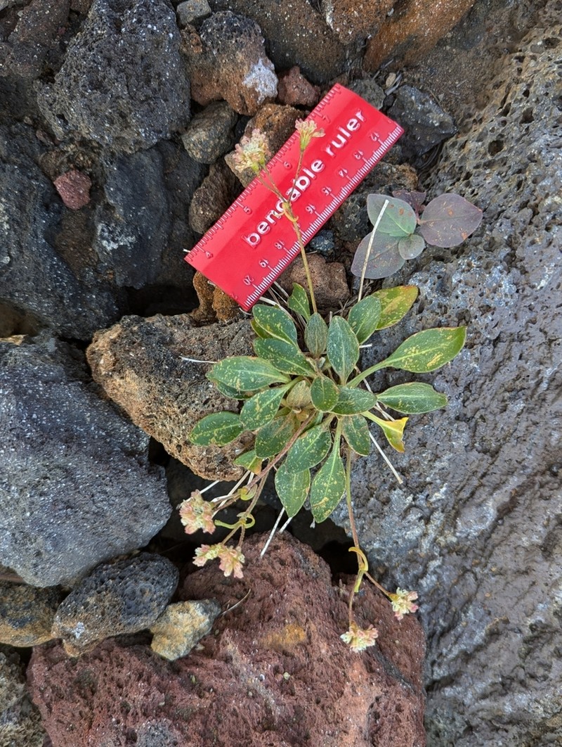 Shasta Buckwheat photo 4