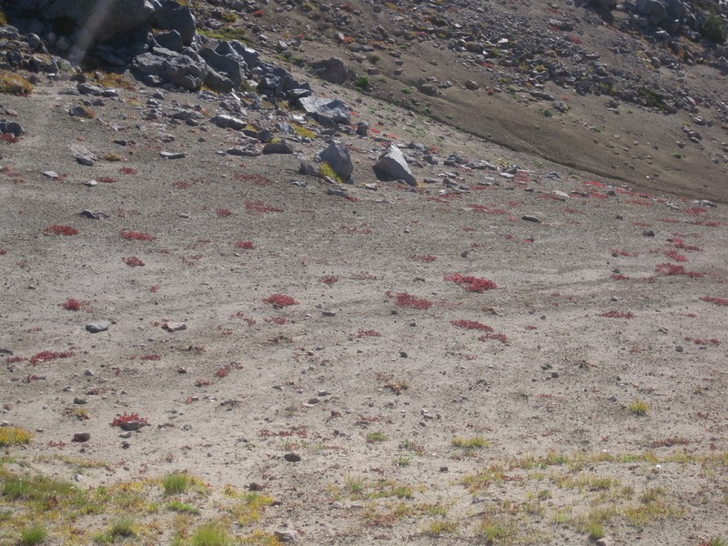 Shasta Buckwheat photo 5