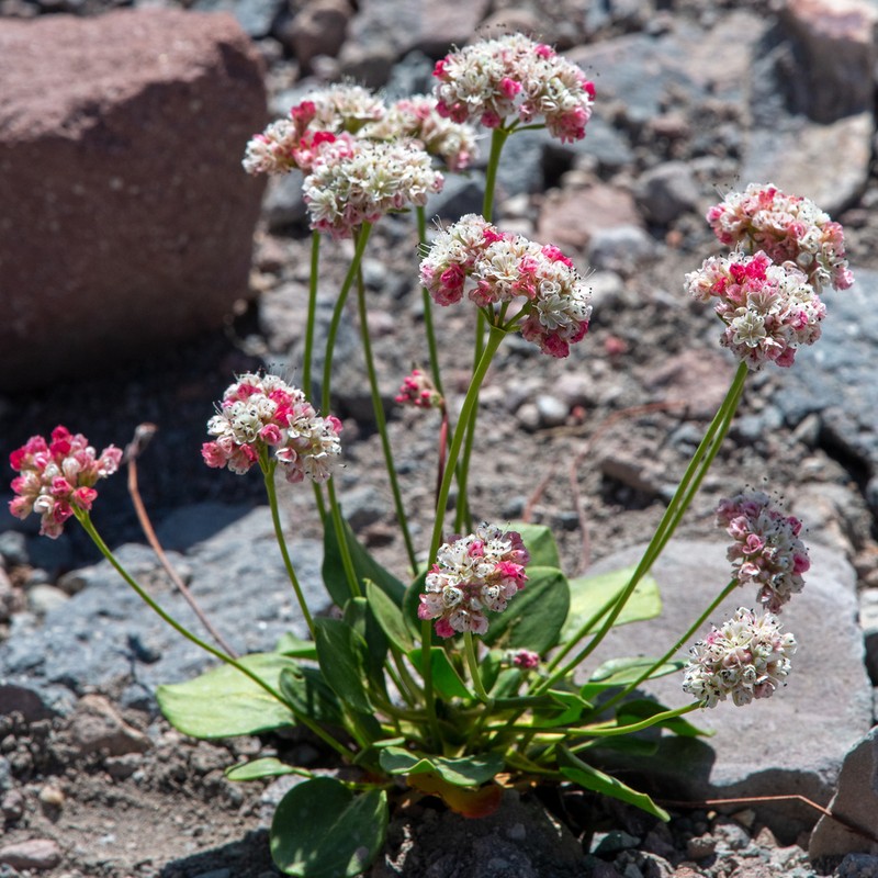 Shasta Buckwheat photo 6