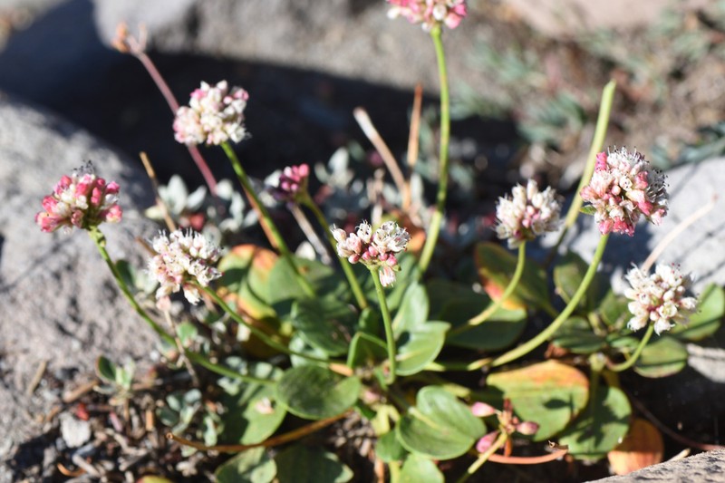 Shasta Buckwheat photo 7
