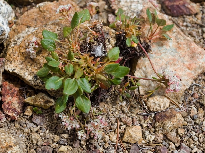 Shasta Buckwheat photo 8