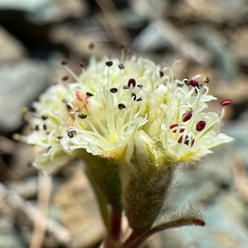 Eriogonum pyrolifolium var. coryphaeum
