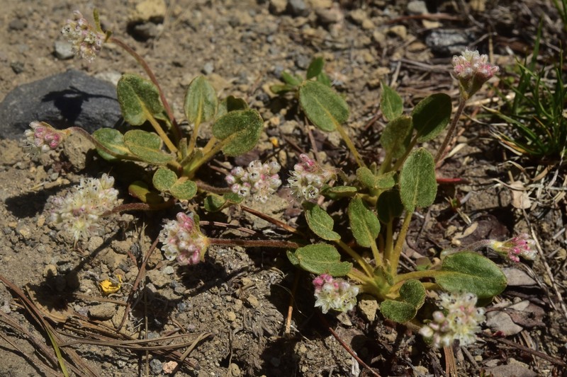 Eriogonum pyrolifolium var. coryphaeum photo 2