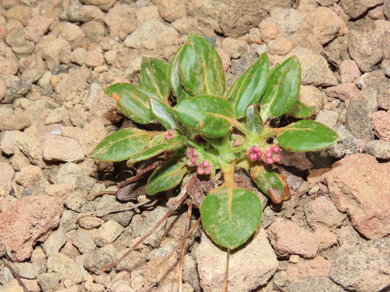 Eriogonum pyrolifolium var. coryphaeum photo 3