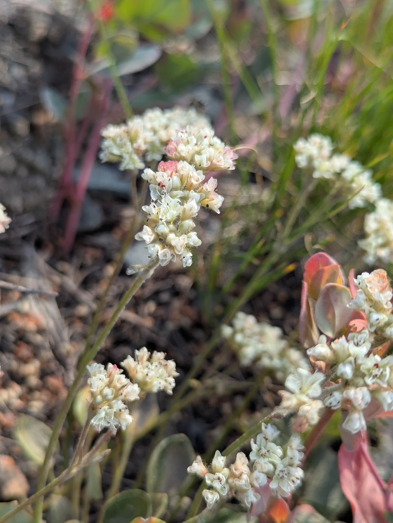 Eriogonum pyrolifolium var. coryphaeum photo 4