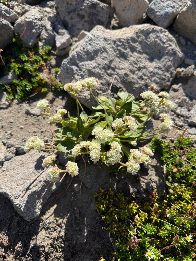 Eriogonum pyrolifolium var. coryphaeum photo 5