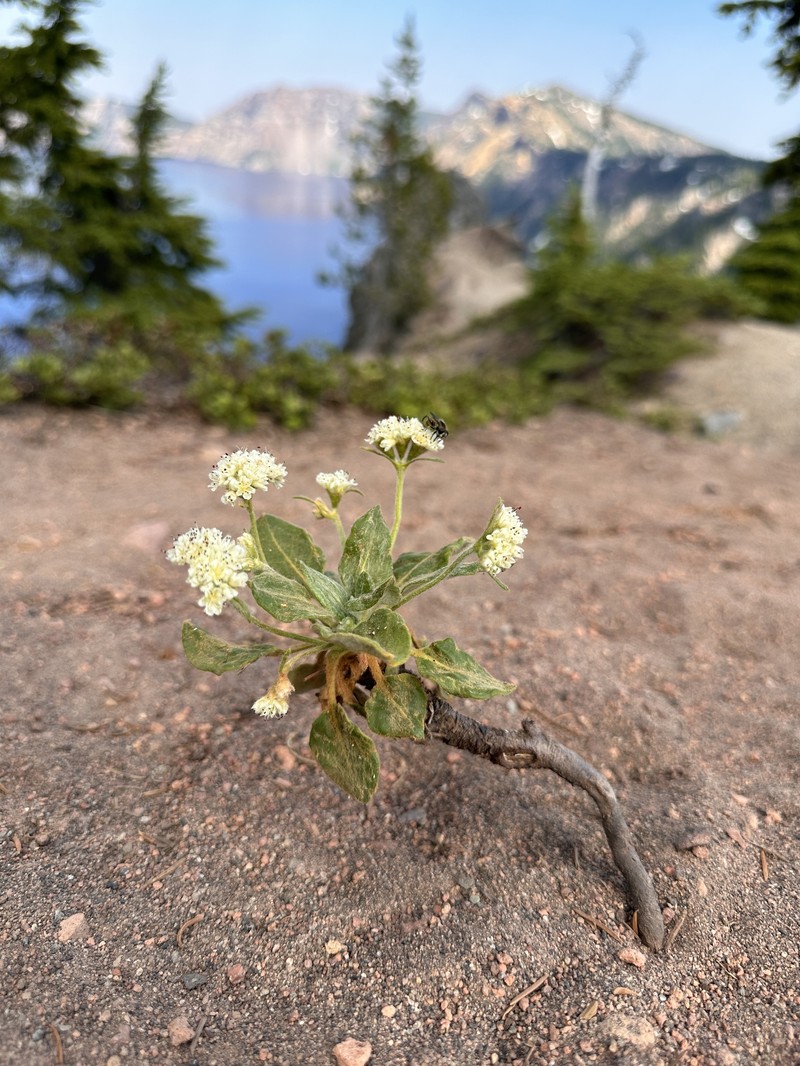 Eriogonum pyrolifolium var. coryphaeum photo 6