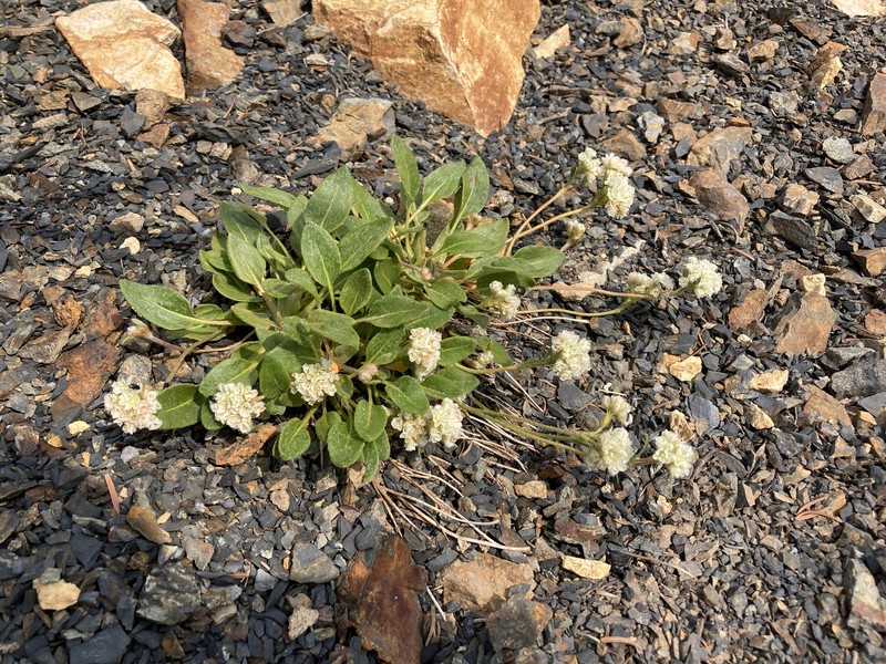 Eriogonum pyrolifolium var. coryphaeum photo 7