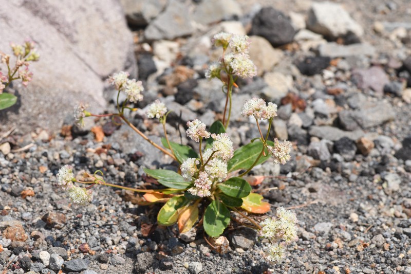 Eriogonum pyrolifolium var. coryphaeum photo 8
