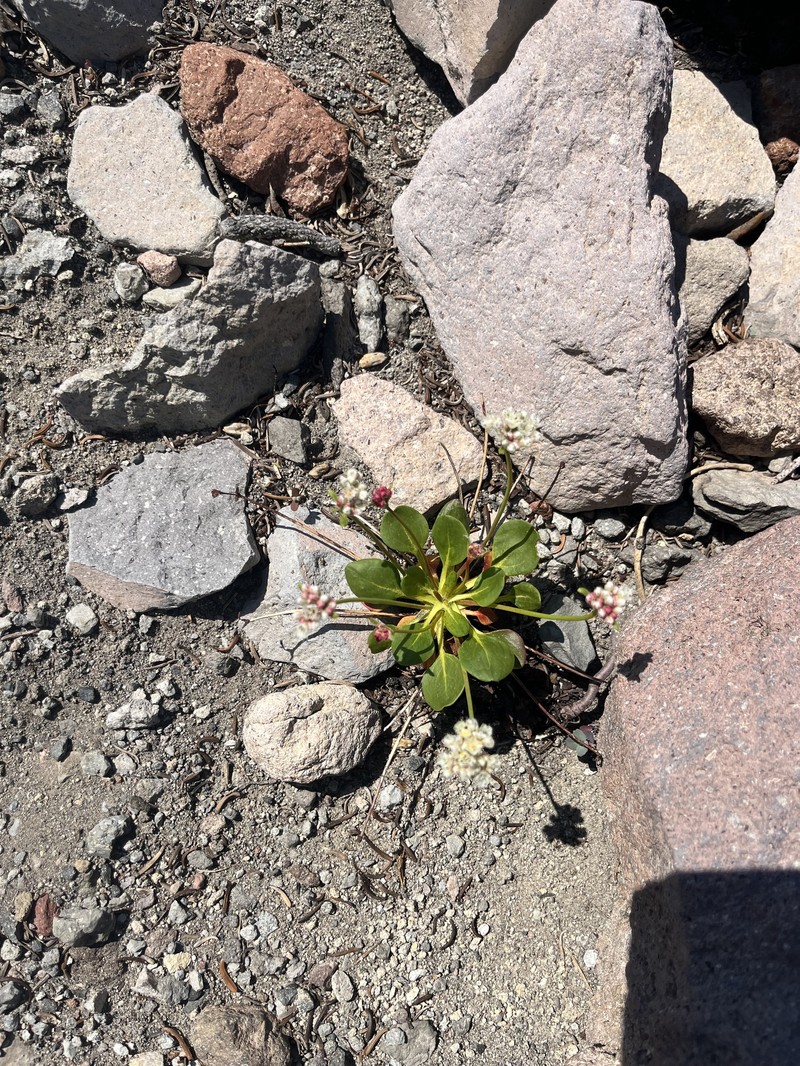 Eriogonum pyrolifolium var. pyrolifolium