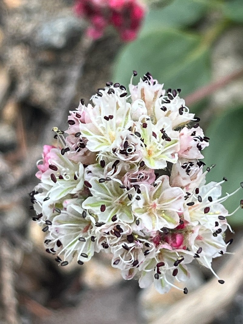 Eriogonum pyrolifolium var. pyrolifolium photo 2