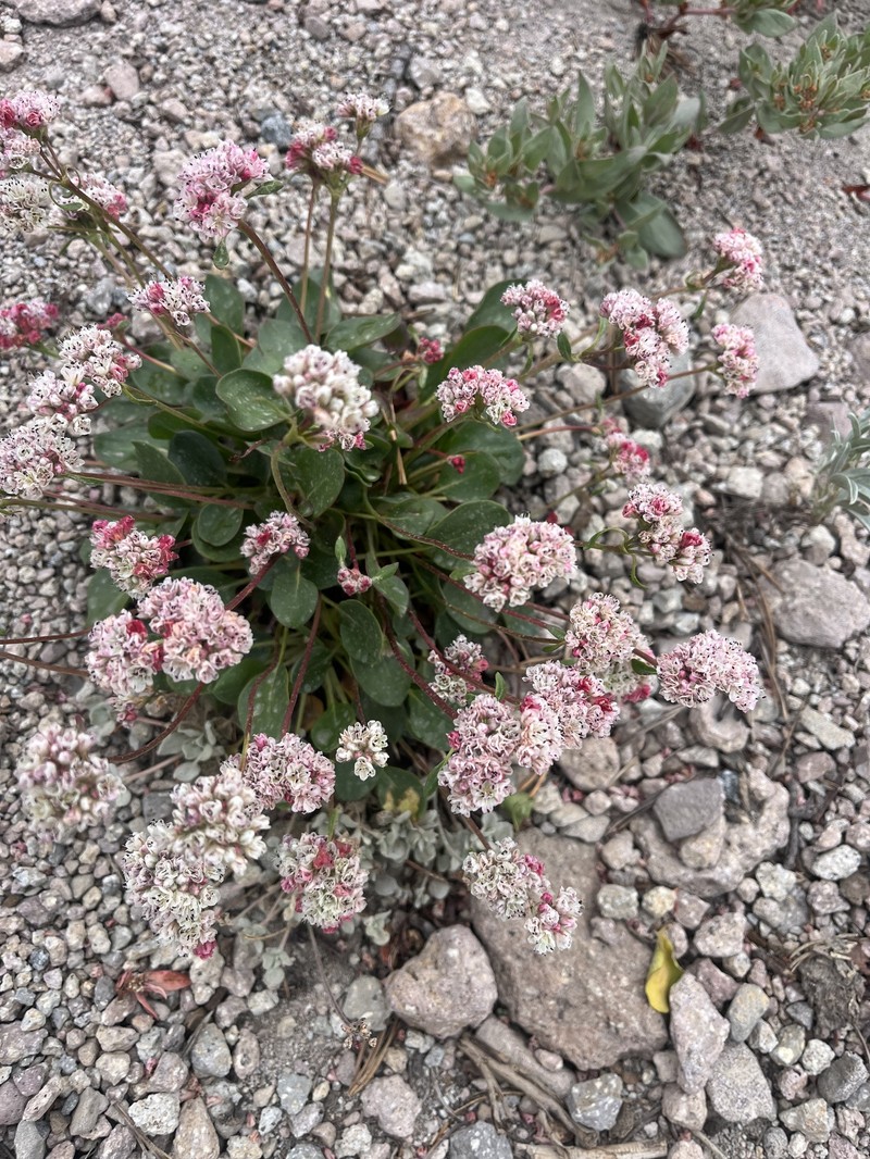 Eriogonum pyrolifolium var. pyrolifolium photo 3