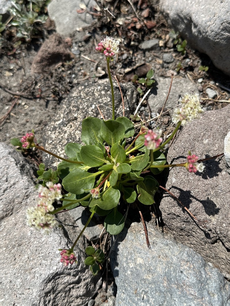 Eriogonum pyrolifolium var. pyrolifolium photo 4