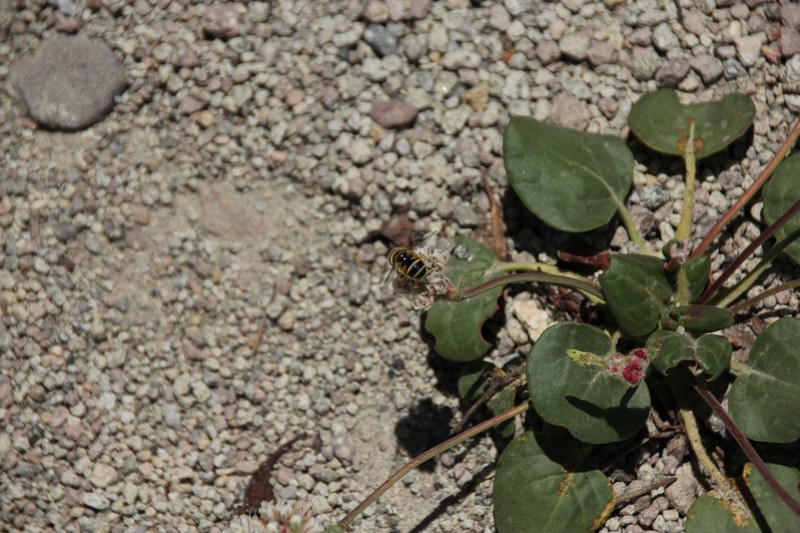 Eriogonum pyrolifolium var. pyrolifolium photo 5