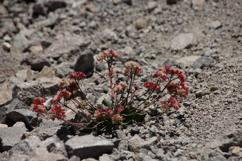 Eriogonum pyrolifolium var. pyrolifolium photo 6