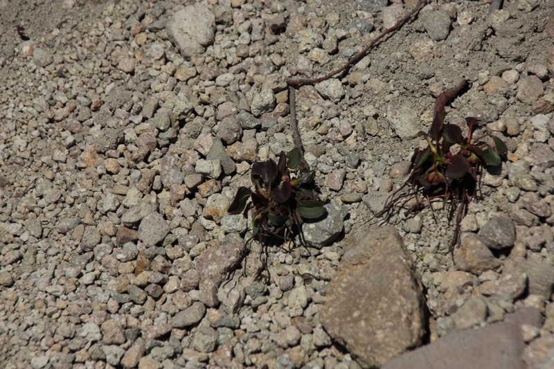 Eriogonum pyrolifolium var. pyrolifolium photo 7