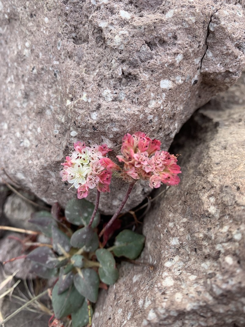 Eriogonum pyrolifolium var. pyrolifolium photo 8