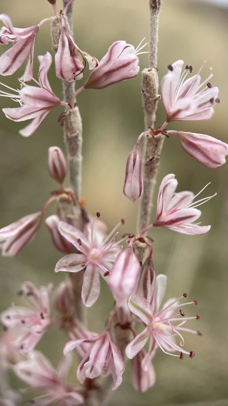 Redroot Buckwheat
