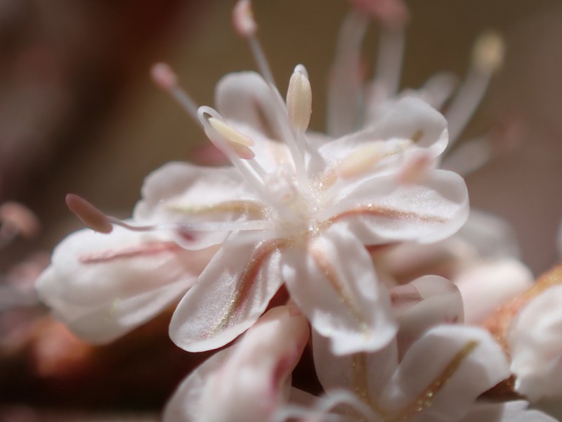 Redroot Buckwheat photo 2
