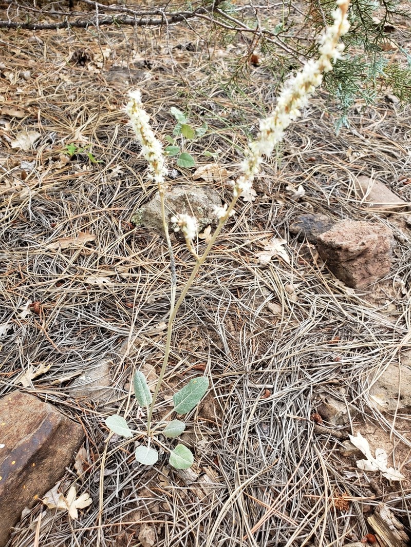 Redroot Buckwheat photo 3
