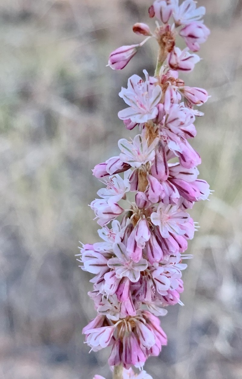 Redroot Buckwheat photo 4