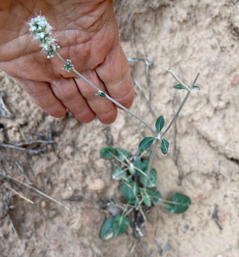 Redroot Buckwheat photo 5