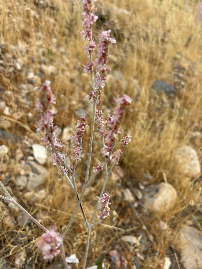 Redroot Buckwheat photo 6